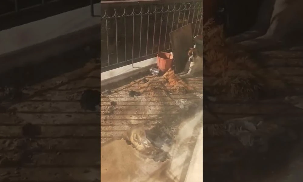 Φρίκη στο Ωραιόκαστρο: 38χρονος κρατούσε 2 σκυλιά σε άθλιες συνθήκες σε σπίτι